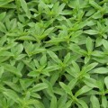 stevia-plants-sweetner-herbs-and-spice-small-0