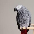 lost-african-grey-parrot-small-0