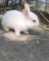 baby-bunnies-small-1