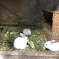 baby-bunnies-small-0