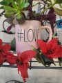 rae-dunn-love-mug-with-organic-well-rooted-succulents-small-6