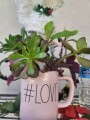 rae-dunn-love-mug-with-organic-well-rooted-succulents-small-5