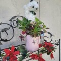 rae-dunn-love-mug-with-organic-well-rooted-succulents-small-0
