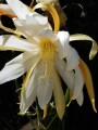 indor-and-out-door-plants-for-sale-small-15