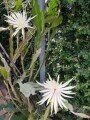 indor-and-out-door-plants-for-sale-small-14