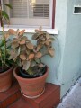 indor-and-out-door-plants-for-sale-small-11