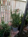 indor-and-out-door-plants-for-sale-small-10