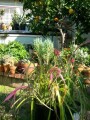 indor-and-out-door-plants-for-sale-small-6