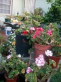 indor-and-out-door-plants-for-sale-small-2