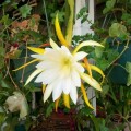 indor-and-out-door-plants-for-sale-small-0