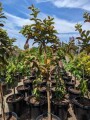 guava-trees-small-7