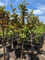 guava-trees-small-5