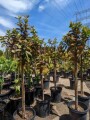 guava-trees-small-4