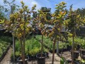 guava-trees-small-3