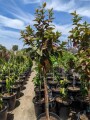 guava-trees-small-0