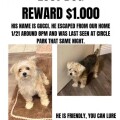 lost-dog-in-inglewood-morkie-white-face-grey-body-small-0