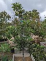 apple-tree-small-8