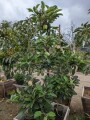 apple-tree-small-7