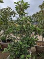 apple-tree-small-6