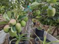 apple-tree-small-5