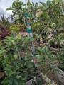 apple-tree-small-2