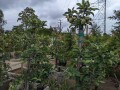apple-tree-small-1