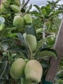 apple-tree-small-0