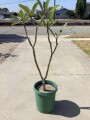 plumeria-5-foot-tree-small-10