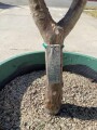 plumeria-5-foot-tree-small-9