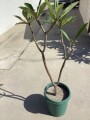 plumeria-5-foot-tree-small-8