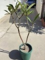 plumeria-5-foot-tree-small-7