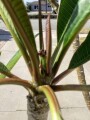 plumeria-5-foot-tree-small-5