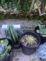 cacti-blue-myrtle-cabbage-rose-agaves-apple-cactus-small-5