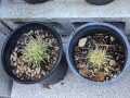 cacti-blue-myrtle-cabbage-rose-agaves-apple-cactus-small-1