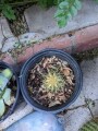 cacti-blue-myrtle-cabbage-rose-agaves-apple-cactus-small-0