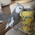 please-help-find-my-lost-cockatiel-small-0