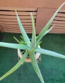 large-life-aloe-vera-plant-ceramic-pot-indoor-outdoor-succulents-small-8