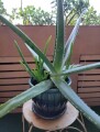 large-life-aloe-vera-plant-ceramic-pot-indoor-outdoor-succulents-small-7