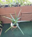 large-life-aloe-vera-plant-ceramic-pot-indoor-outdoor-succulents-small-6
