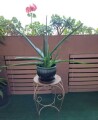 large-life-aloe-vera-plant-ceramic-pot-indoor-outdoor-succulents-small-5
