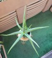 large-life-aloe-vera-plant-ceramic-pot-indoor-outdoor-succulents-small-3