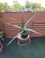 large-life-aloe-vera-plant-ceramic-pot-indoor-outdoor-succulents-small-2