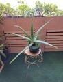 large-life-aloe-vera-plant-ceramic-pot-indoor-outdoor-succulents-small-1