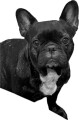 missing-dog-mushie-small-0