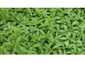 stevia-plants-sweetner-herbs-and-spice-small-0