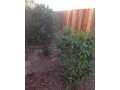 free-plants-and-bushes-you-dig-and-haul-away-small-0