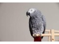 lost-african-grey-parrot-small-0