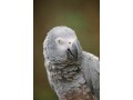 rehome-friendly-african-grey-parrot-small-0