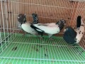 iranian-pigeons-high-flyers-pigeon-homing-pigeons-small-1