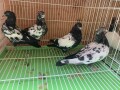 iranian-pigeons-high-flyers-pigeon-homing-pigeons-small-0